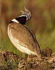 parque-natural-tajo-internacional-habitat-sison-fundacion-iberdrola-espana