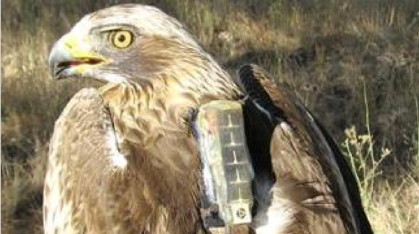 migracion-aves-fundacion-iberdrola-espana-3